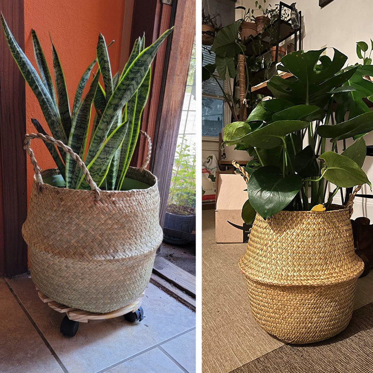 Seagrass deals plant basket